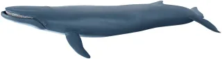 Baleine bleue