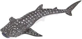 Jeune requin baleine