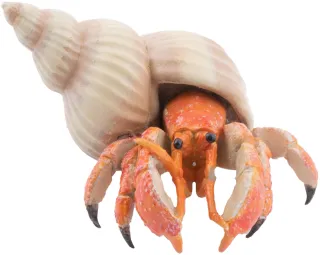 Bernard l&#039;hermite