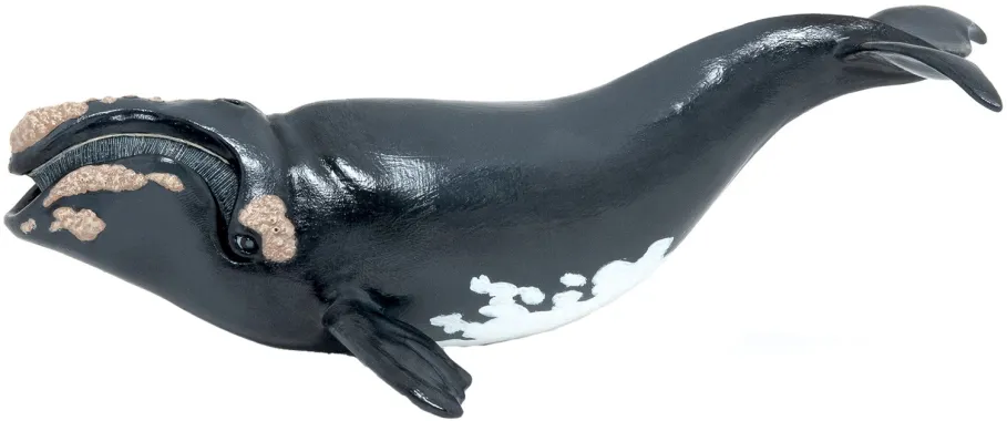 Papo L&#039;univers marin 56057 : Baleine franche