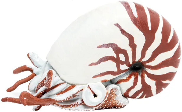 Papo L&#039;univers marin 56061 : Nautile