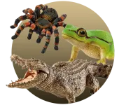 Insectes, Reptiles et Amphibiens